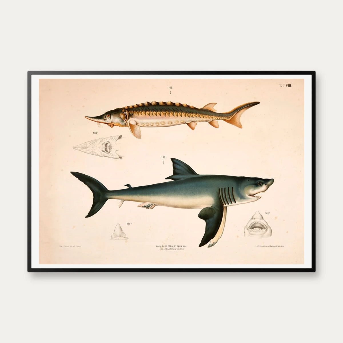 Stør og haj - T.LVIII 1889 - Zoologi – billede 1