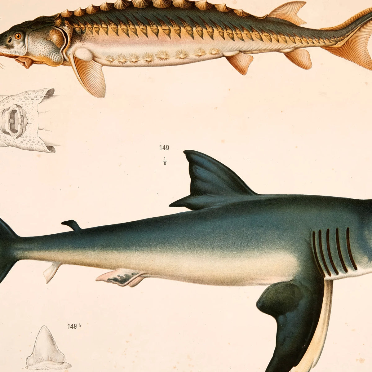 Stør og haj - T.LVIII 1889 - Zoologi – billede 4