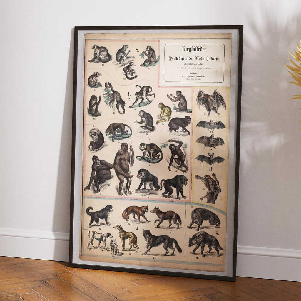 Aber & hunde 1890 - Zoologi – billede 2