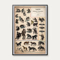 Aber & hunde 1890 - Zoologi – billede 1