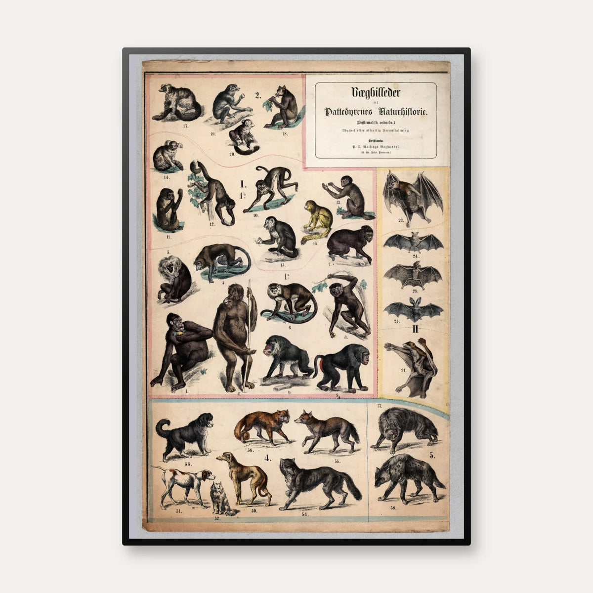 Aber & hunde 1890 - Zoologi – billede 1