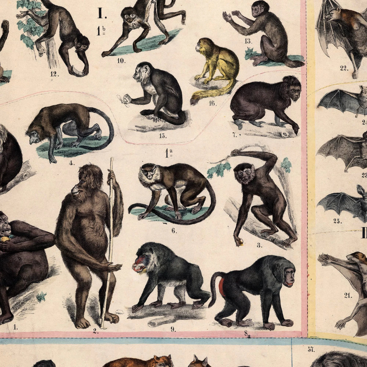 Aber & hunde 1890 - Zoologi – billede 4