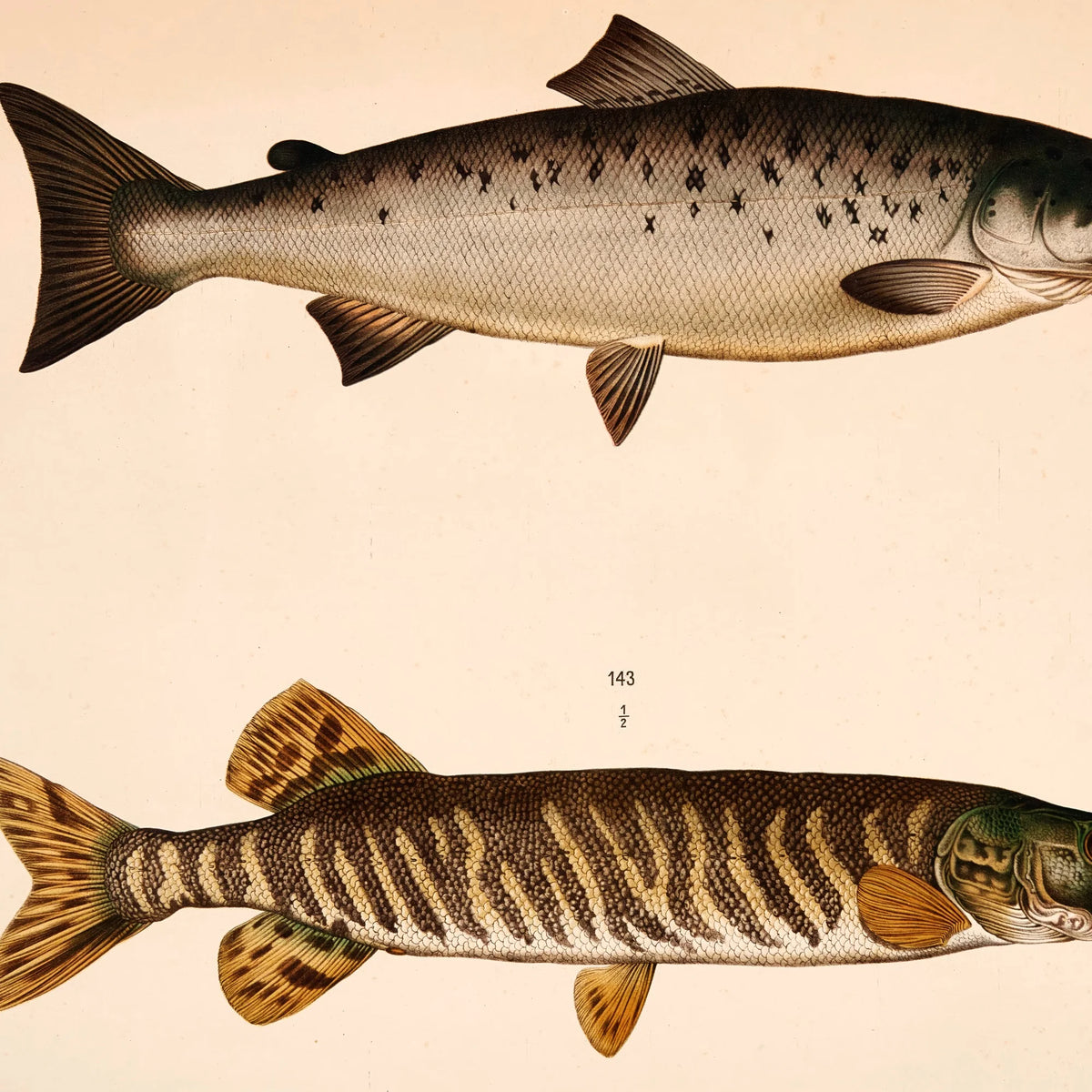 Laks og gedde - T.LVI 1889 - Zoologi – billede 4