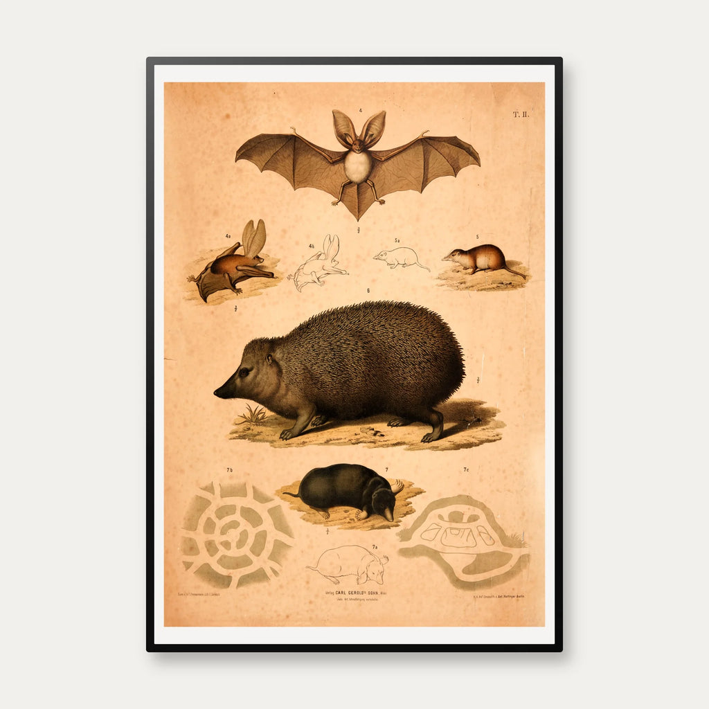 Pindsvin, flagermus, muldvarp & mus 1889 - Zoologi – billede 1