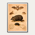 Pindsvin, flagermus, muldvarp & mus 1889 - Zoologi – billede 1