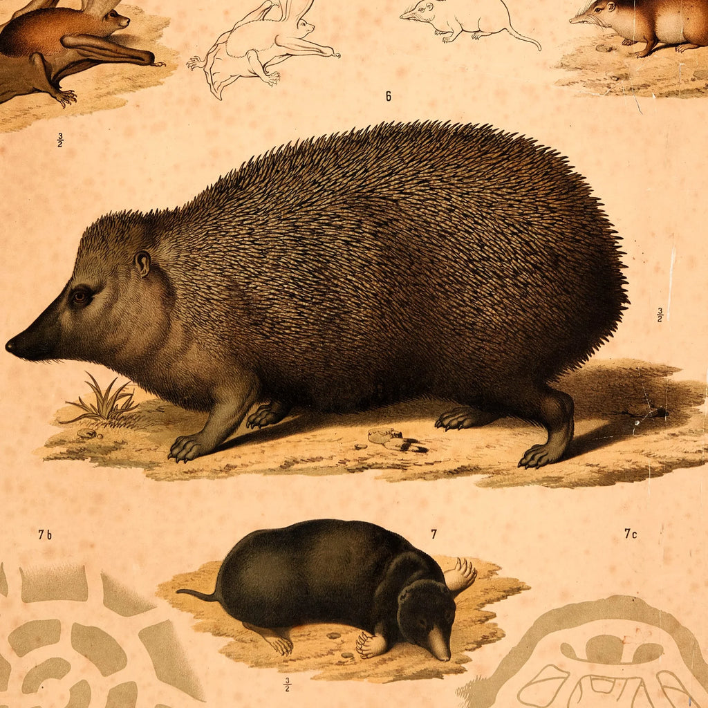 Pindsvin, flagermus, muldvarp & mus 1889 - Zoologi – billede 4