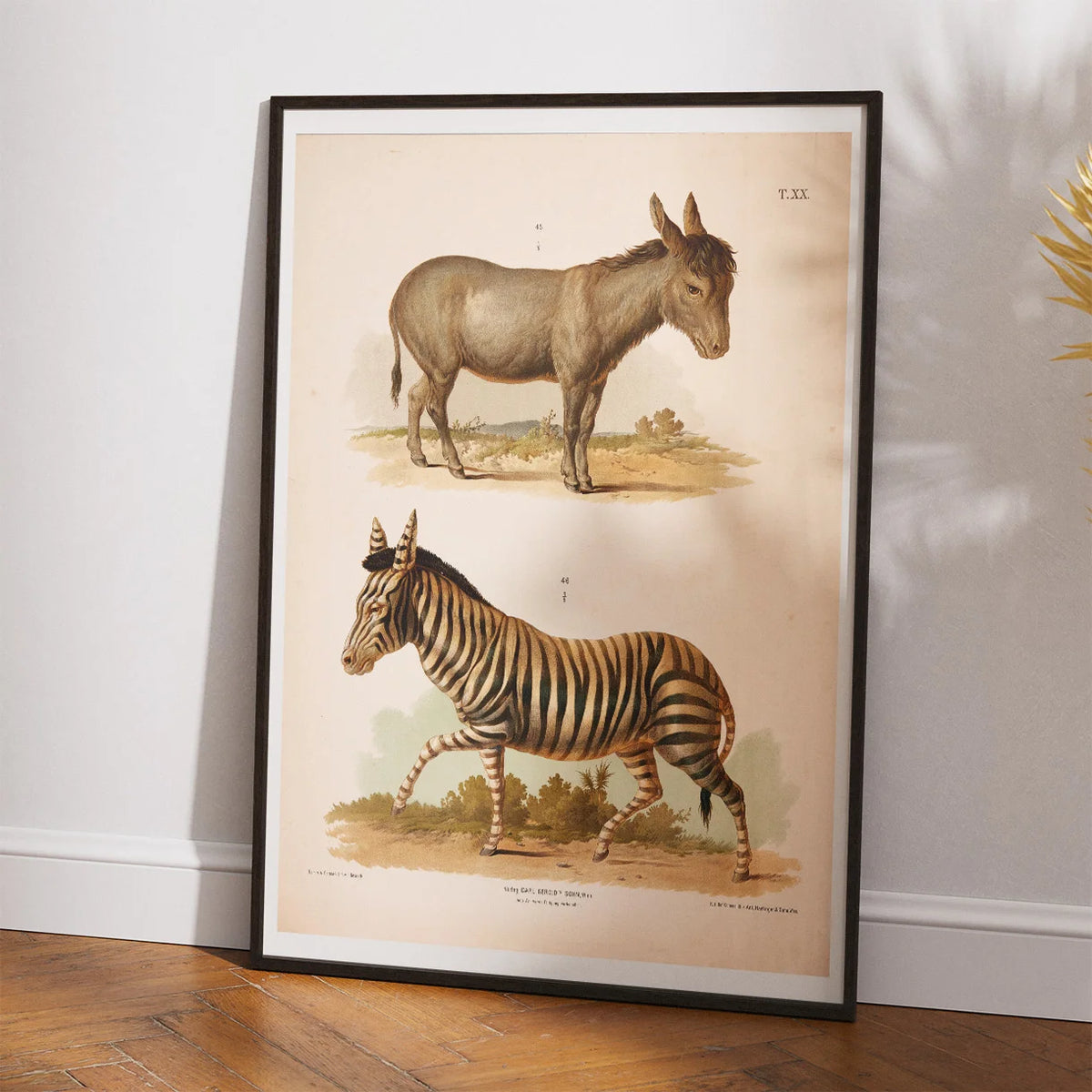 Zebra og Æsel 1889 - Zoologi – billede 2