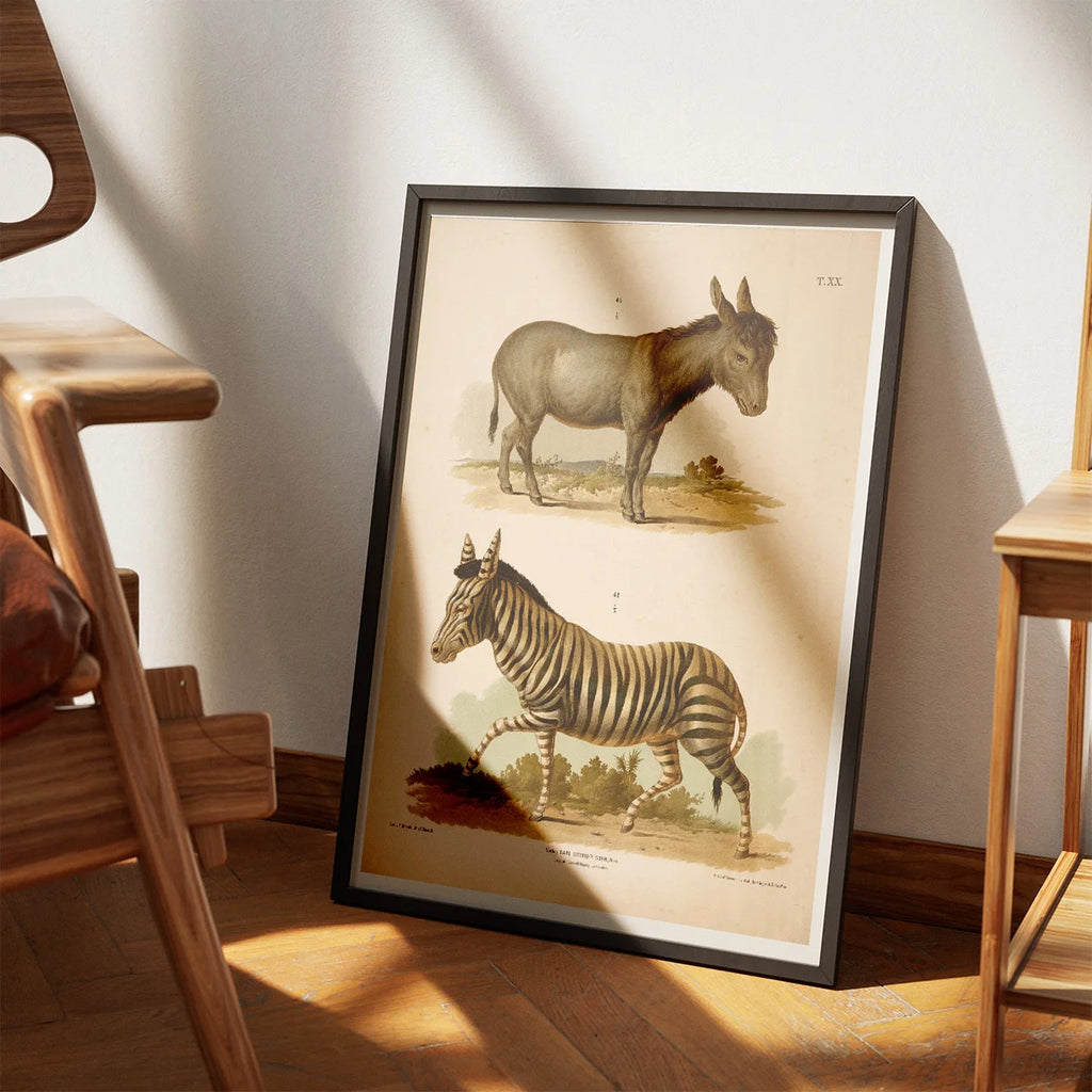 Zebra og Æsel 1889 - Zoologi – billede 3