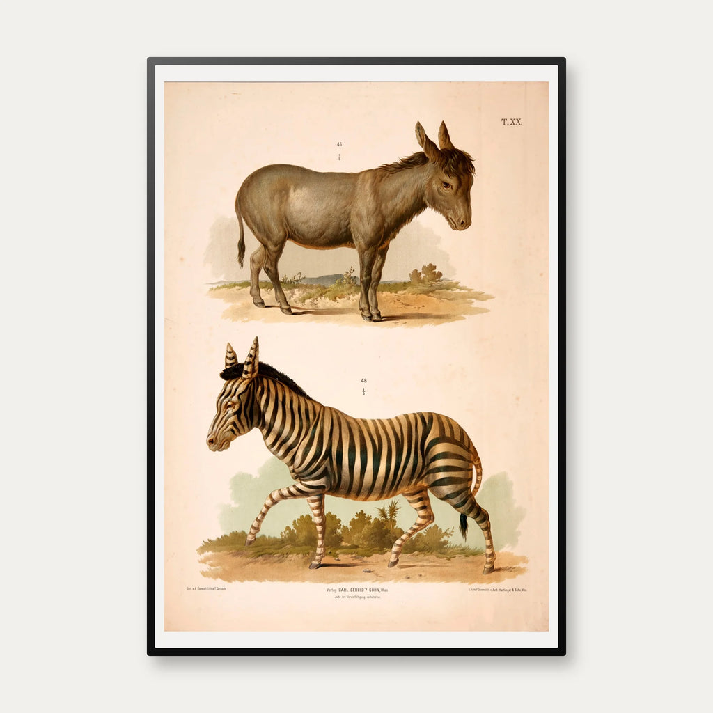 Zebra og Æsel 1889 - Zoologi – billede 1