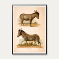 Zebra og Æsel 1889 - Zoologi – billede 1