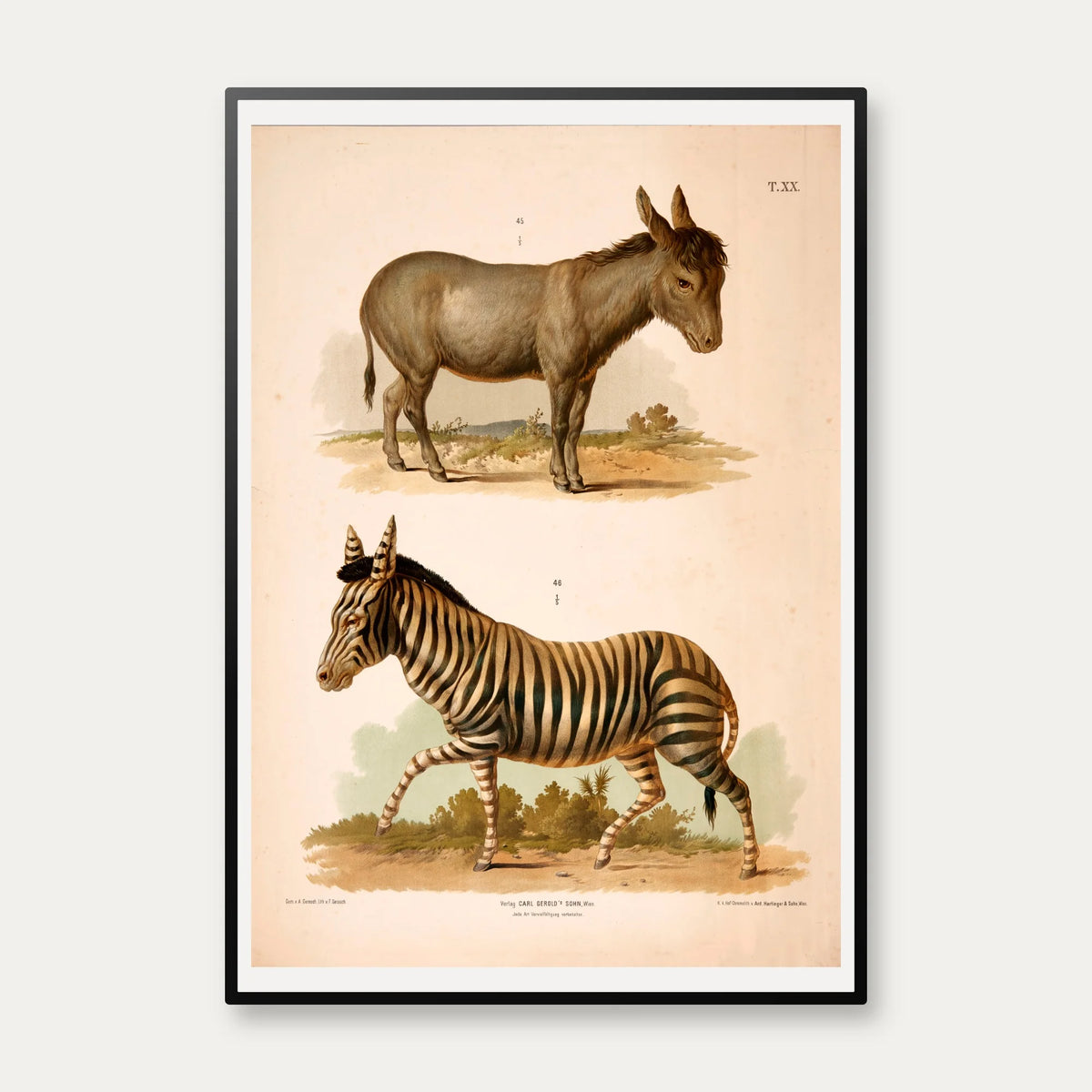 Zebra og Æsel 1889 - Zoologi – billede 1