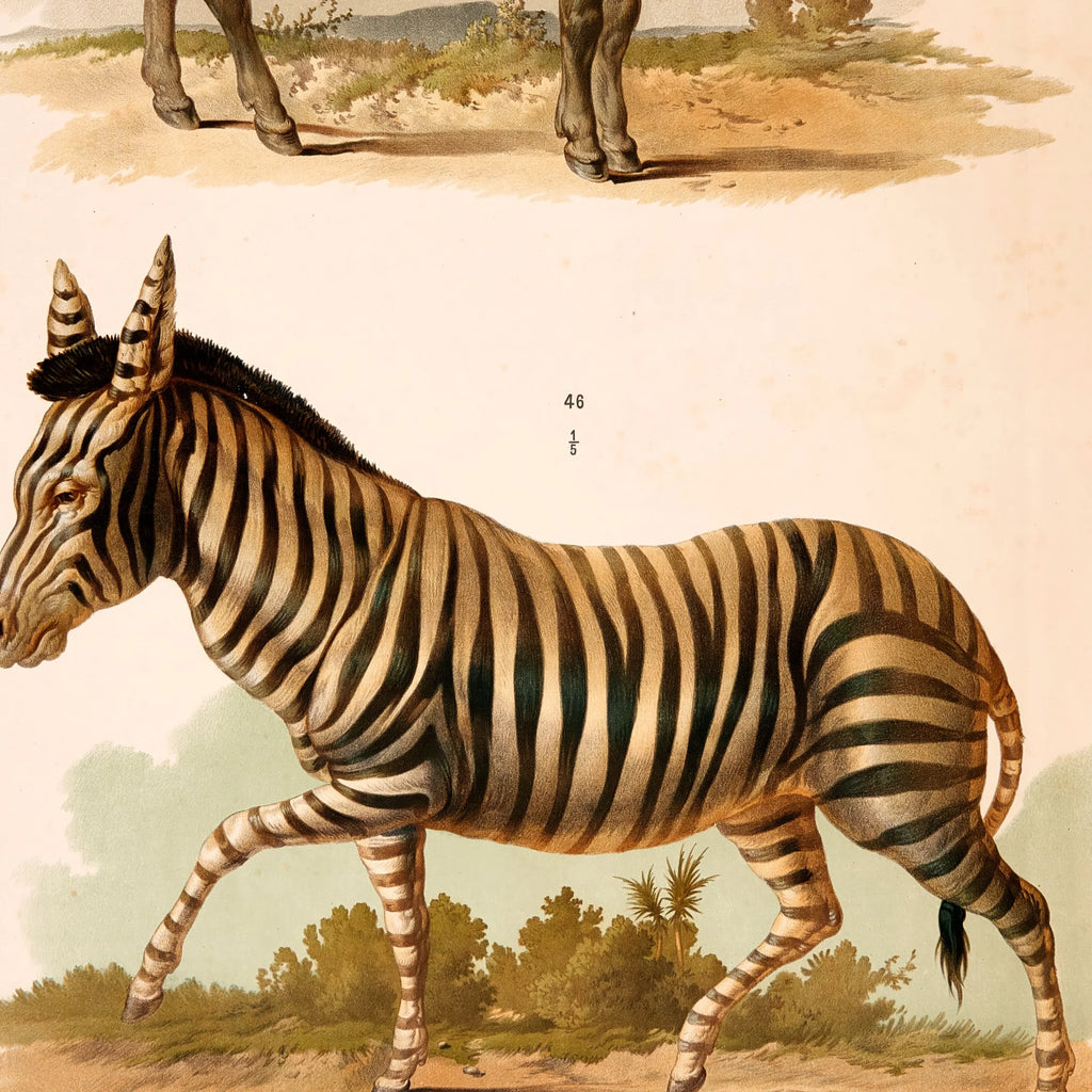 Zebra og Æsel 1889 - Zoologi – billede 4