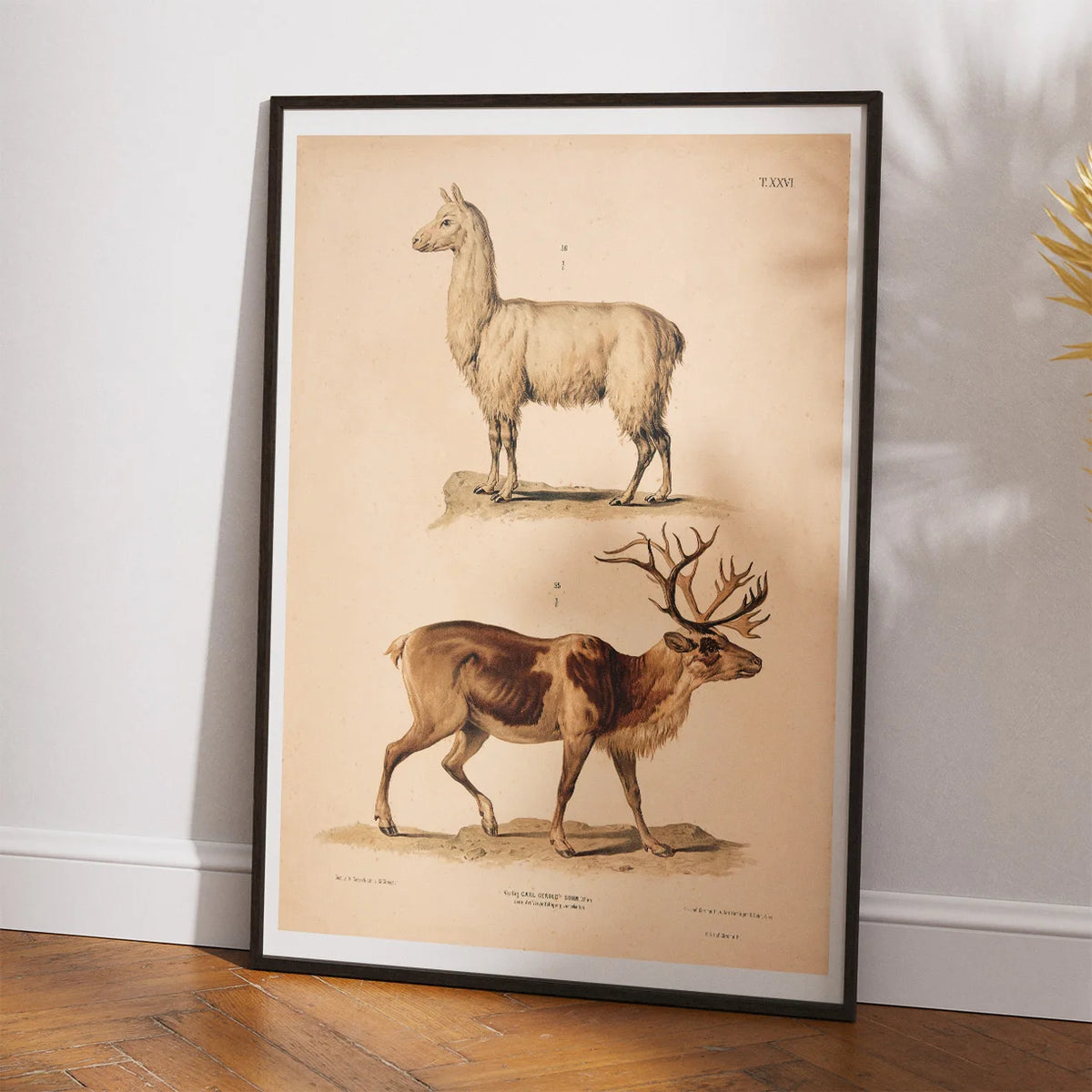 Lama og rensdyr 1889 - Zoologi – billede 2