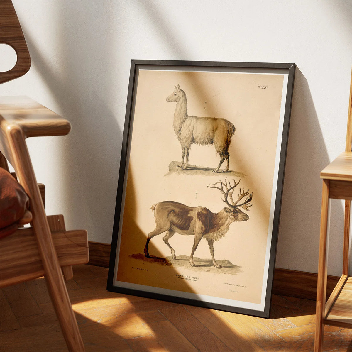 Lama og rensdyr 1889 - Zoologi – billede 3