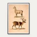 Lama og rensdyr 1889 - Zoologi – billede 1