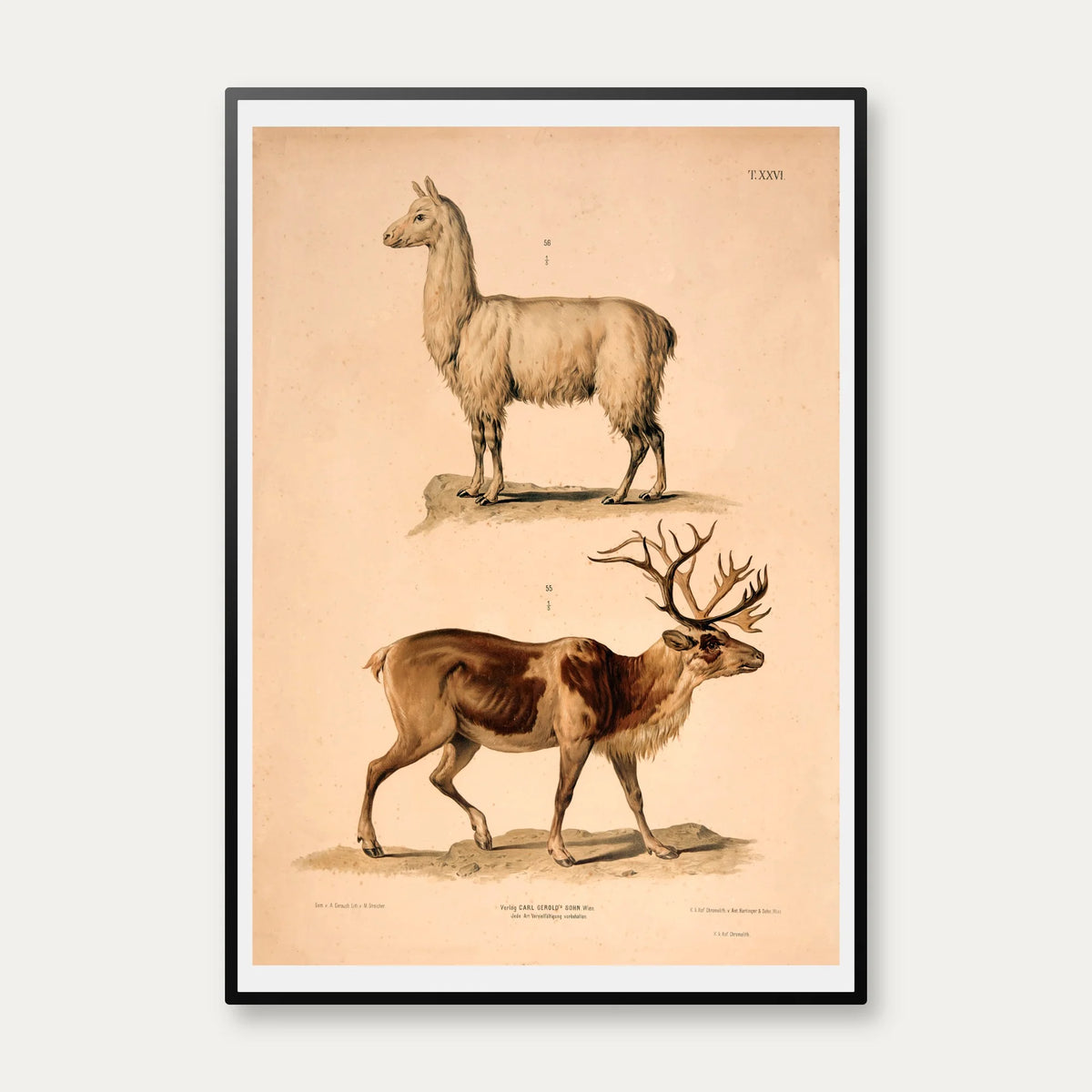 Lama og rensdyr 1889 - Zoologi – billede 1