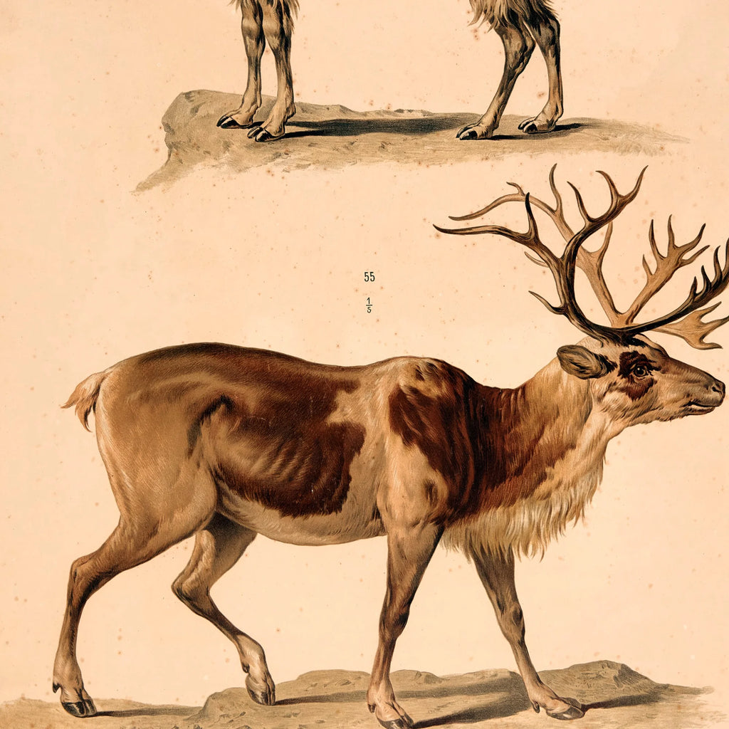 Lama og rensdyr 1889 - Zoologi – billede 4