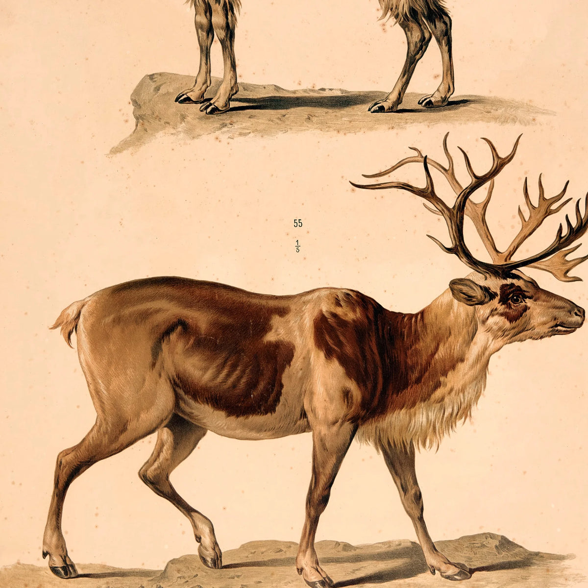 Lama og rensdyr 1889 - Zoologi – billede 4