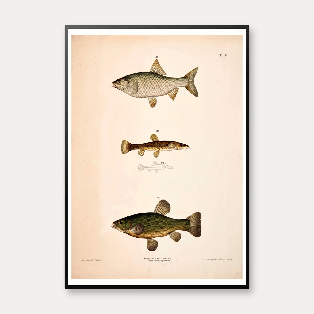 Sude, skalle & smerling 1889 - Zoologi – billede 1
