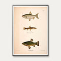Sude, skalle & smerling 1889 - Zoologi – billede 1