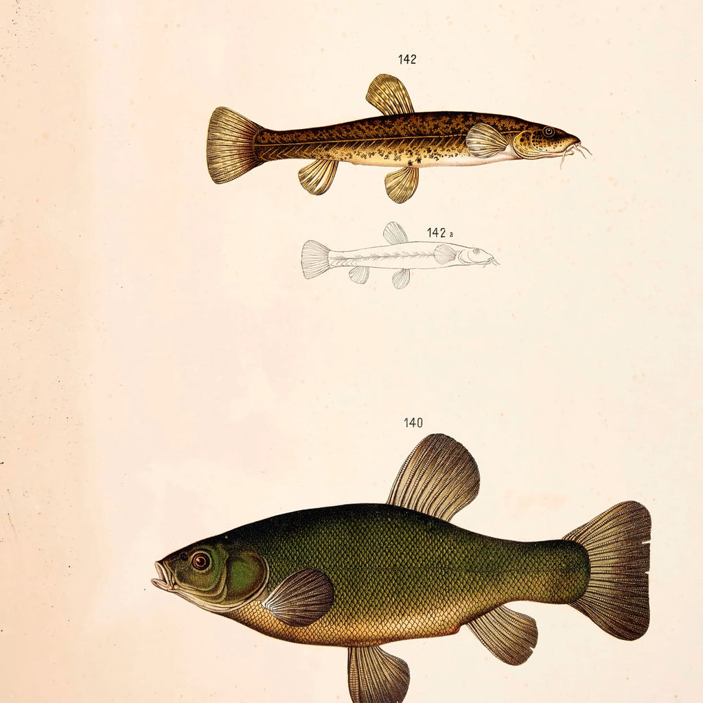 Sude, skalle & smerling 1889 - Zoologi – billede 4