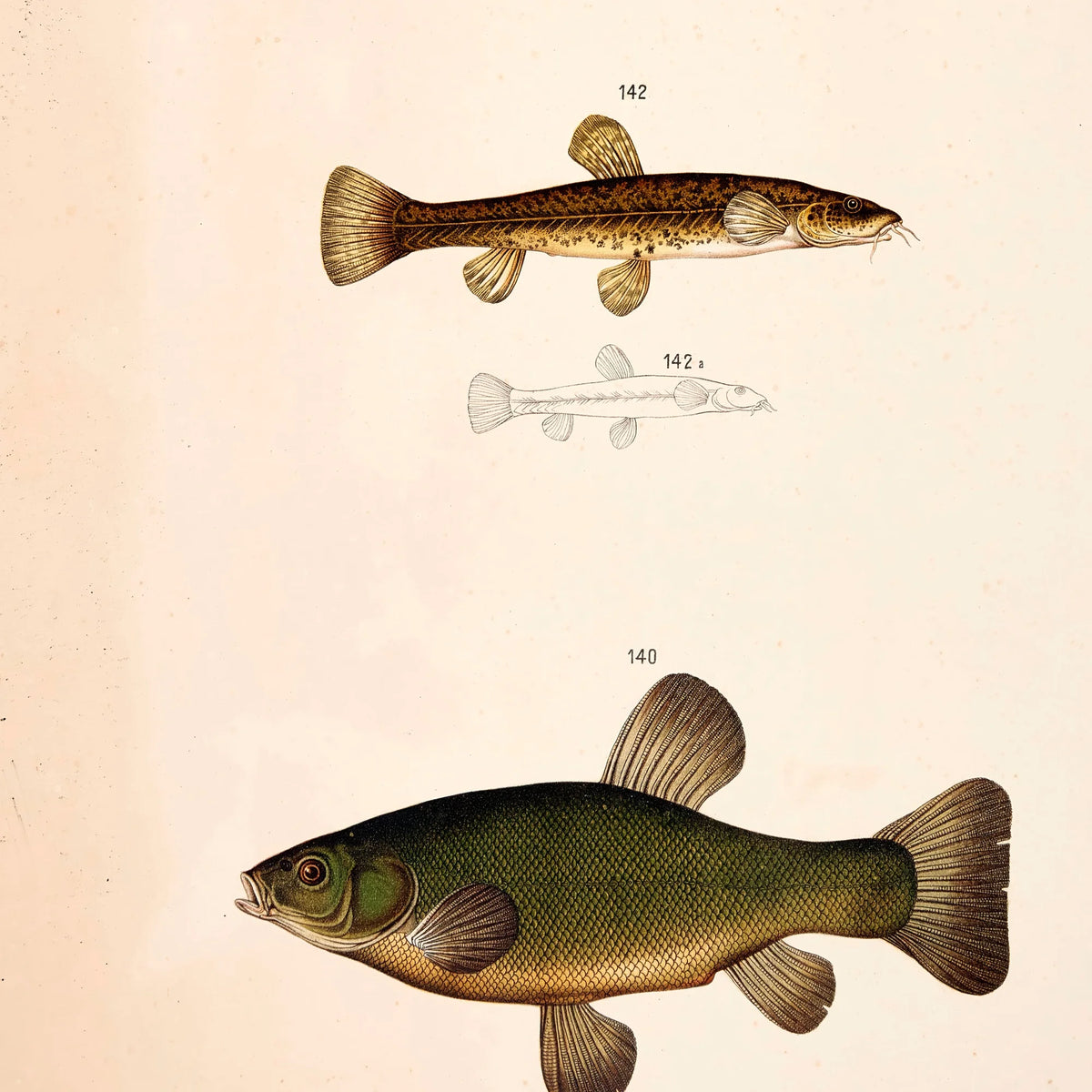 Sude, skalle & smerling 1889 - Zoologi – billede 4