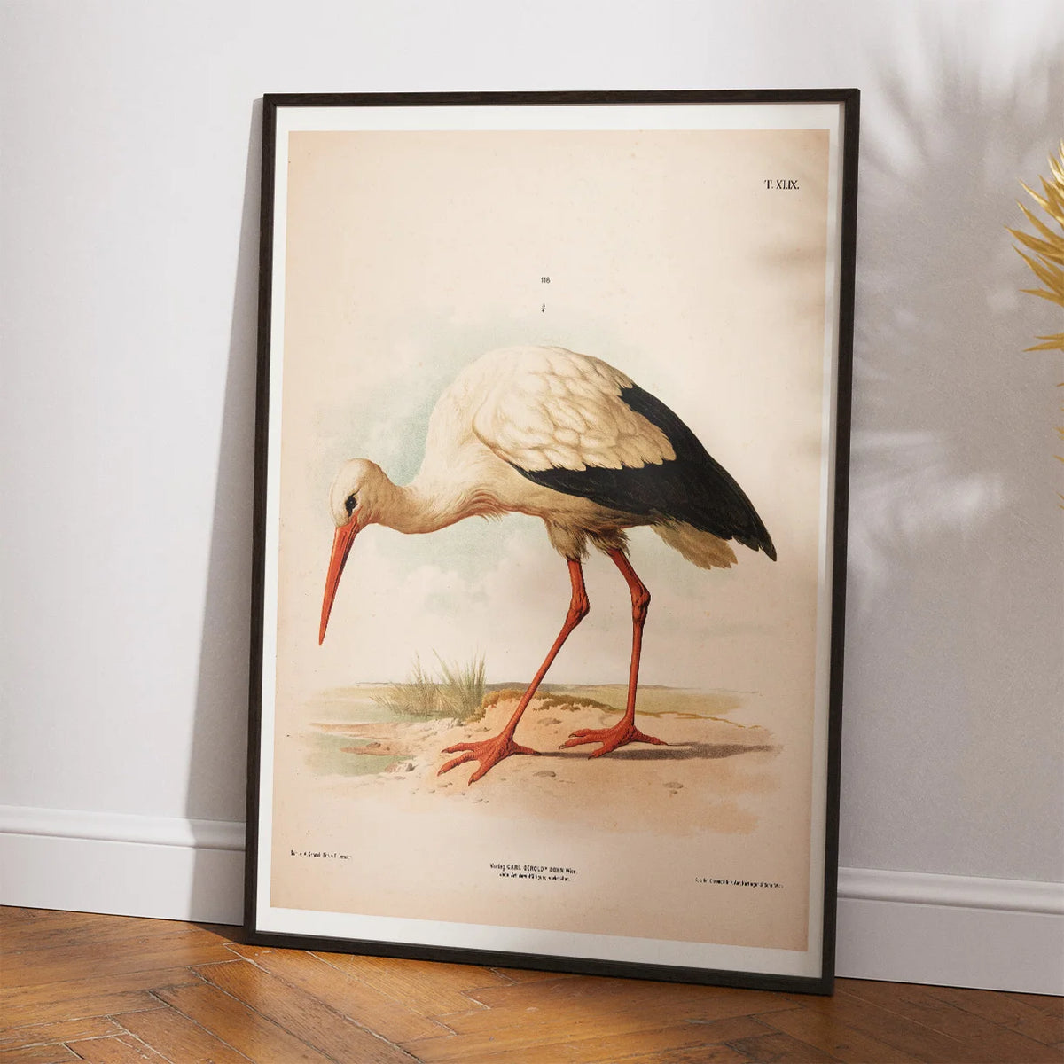 Stork 1889 - Zoologi plakat – billede 2