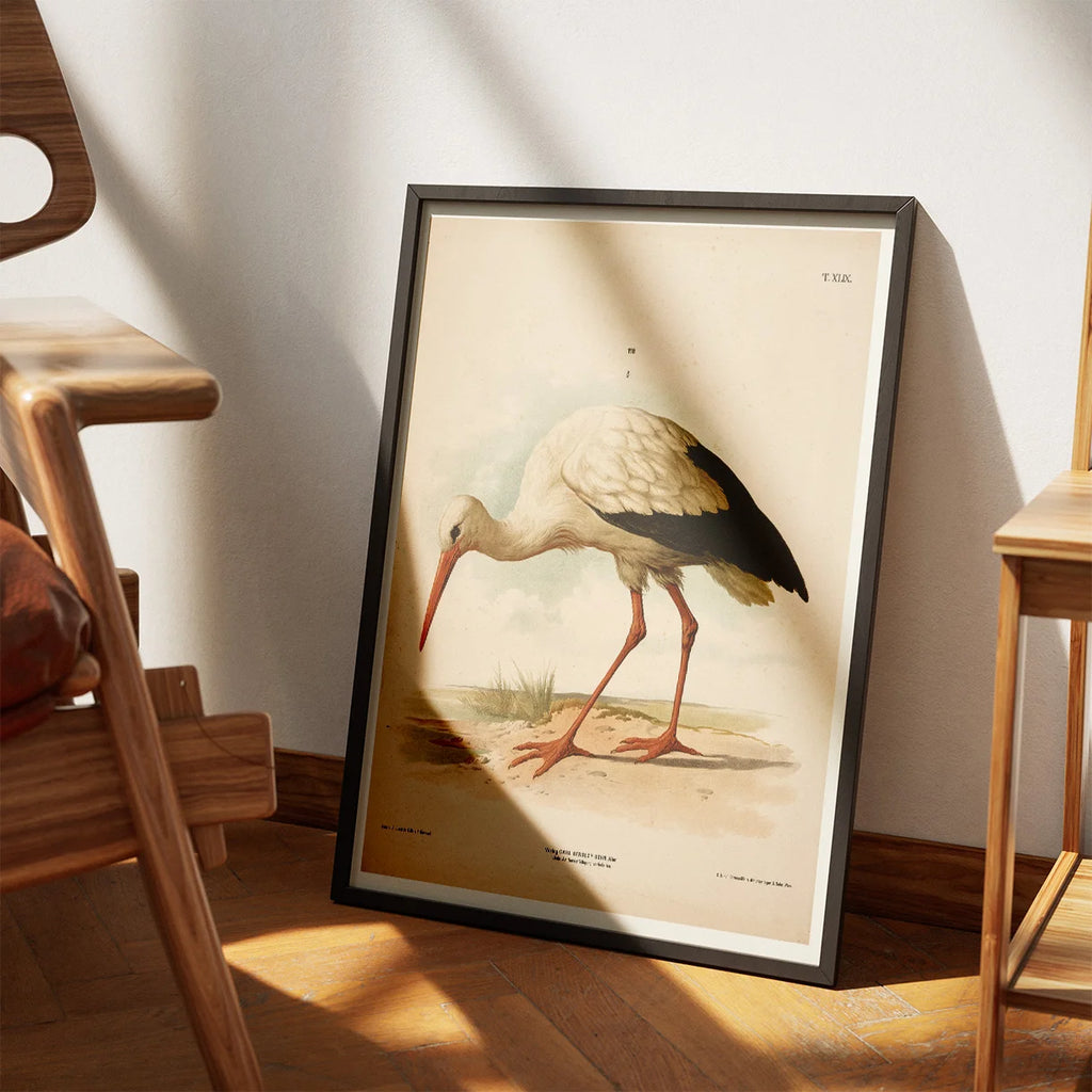 Stork 1889 - Zoologi plakat – billede 3