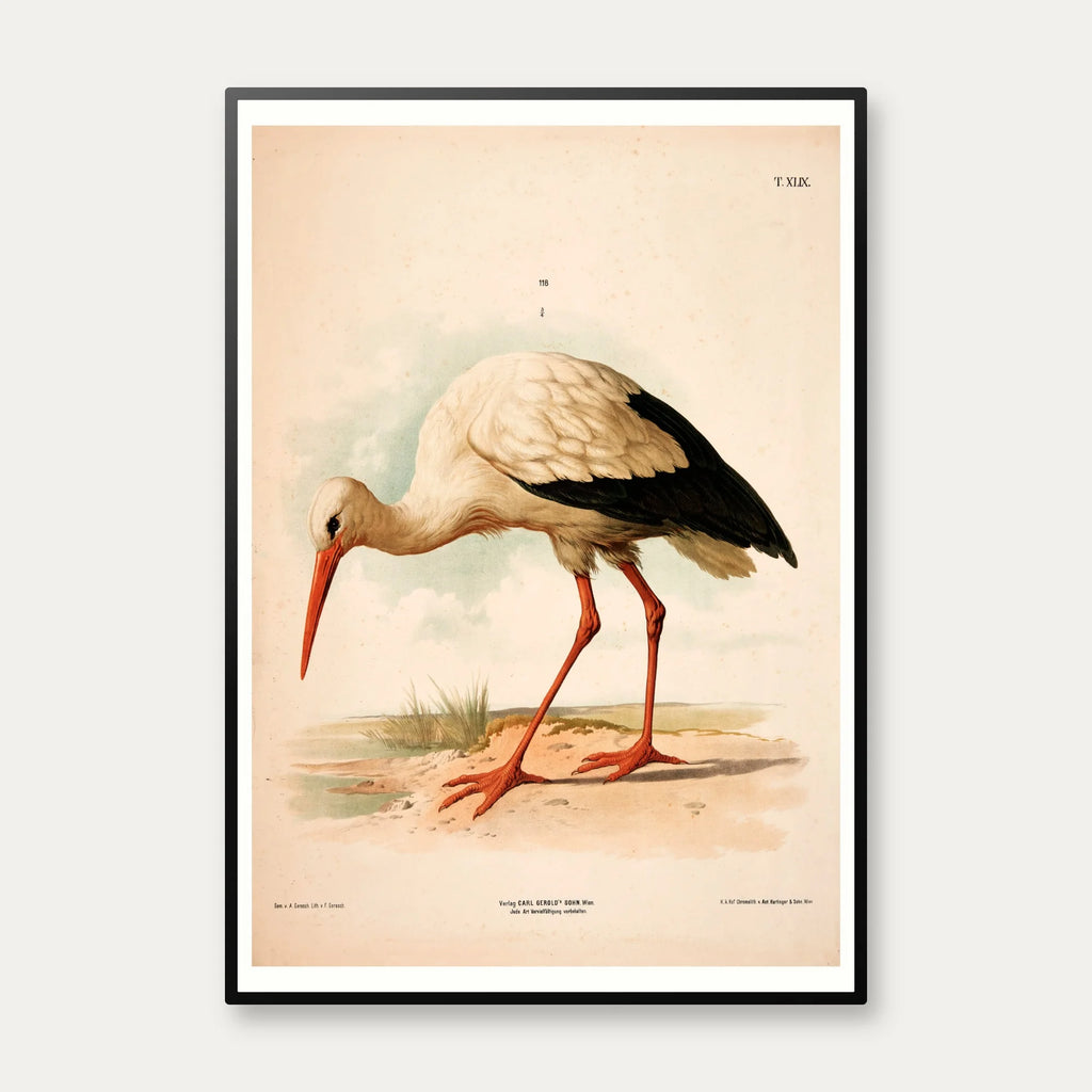 Stork 1889 - Zoologi plakat – billede 1