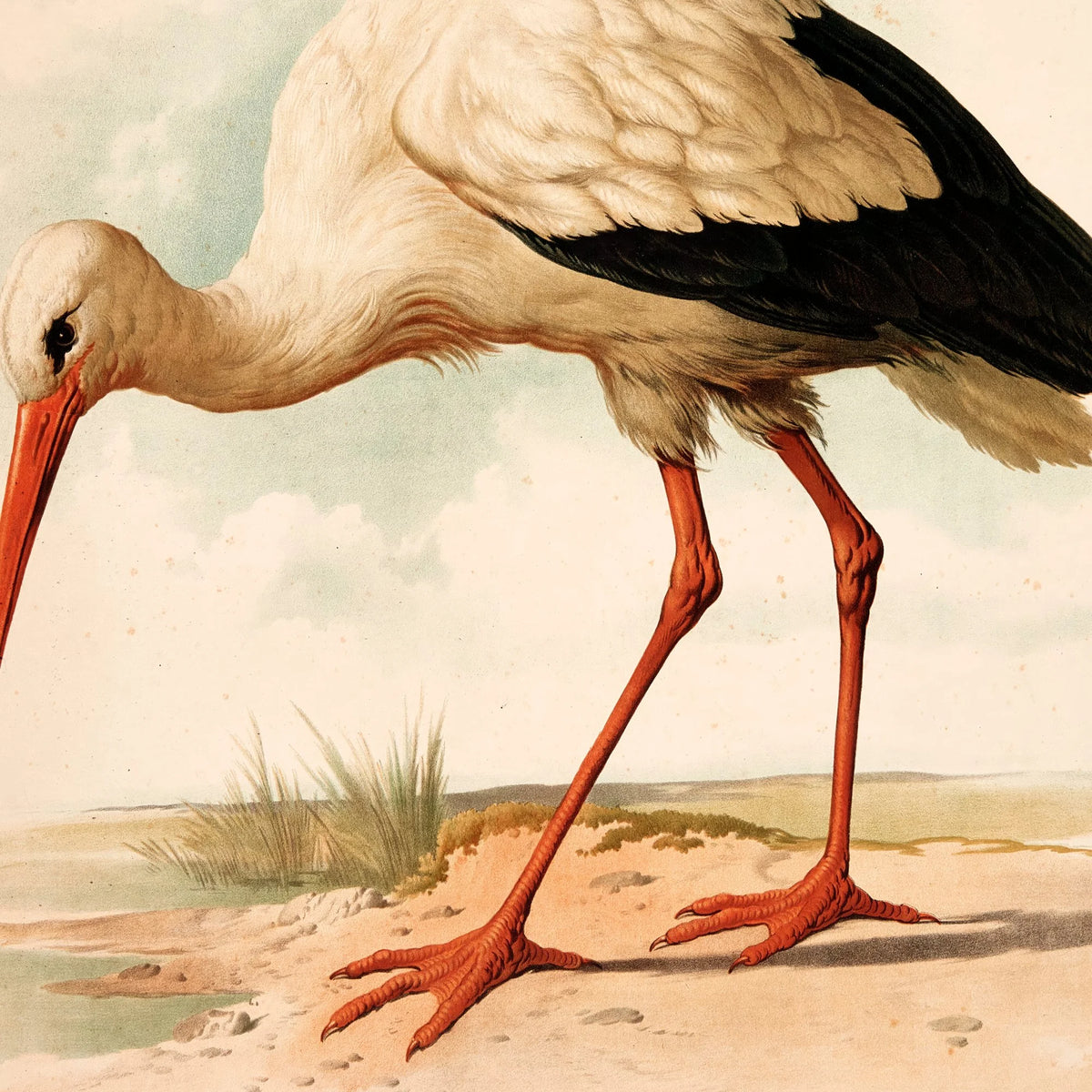 Stork 1889 - Zoologi plakat – billede 4