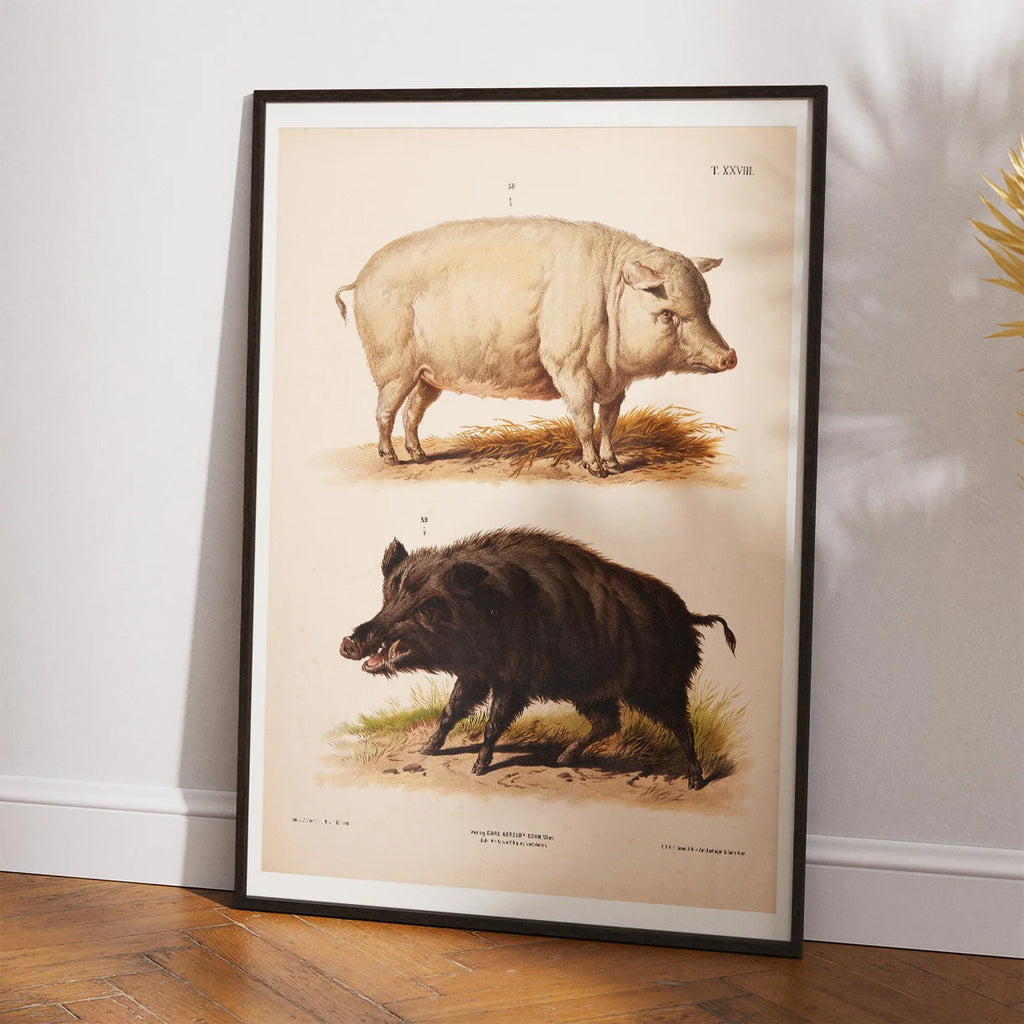 Tamsvin og vildsvin 1889 - Zoologi plakat – billede 2
