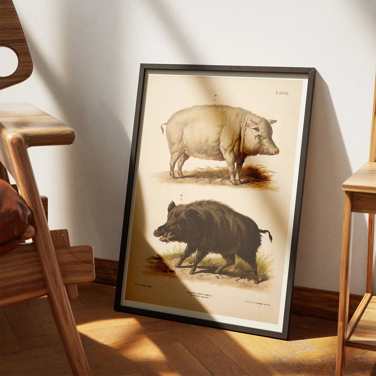 Tamsvin og vildsvin 1889 - Zoologi plakat – billede 3