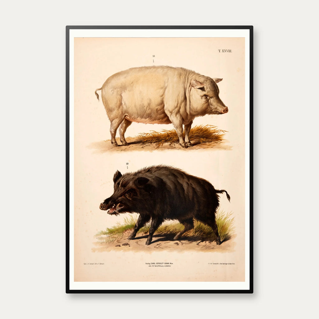 Tamsvin og vildsvin 1889 - Zoologi plakat – billede 1