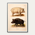 Tamsvin og vildsvin 1889 - Zoologi plakat – billede 1