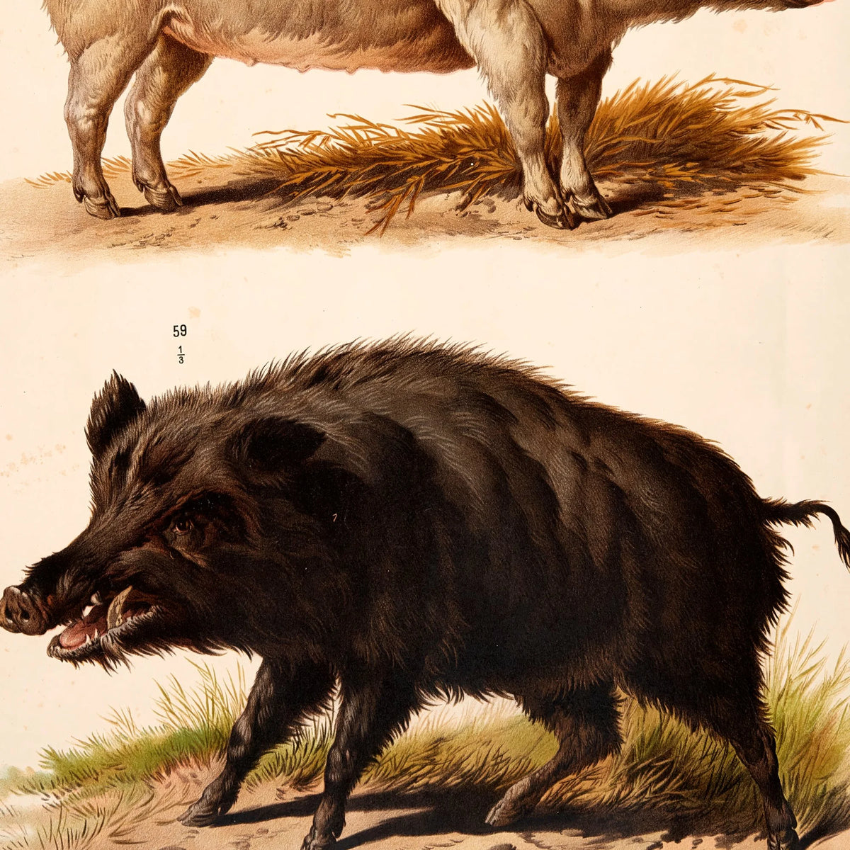 Tamsvin og vildsvin 1889 - Zoologi plakat – billede 4