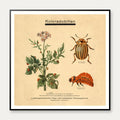 Koloradobille 1949 - Zoologi – billede 1