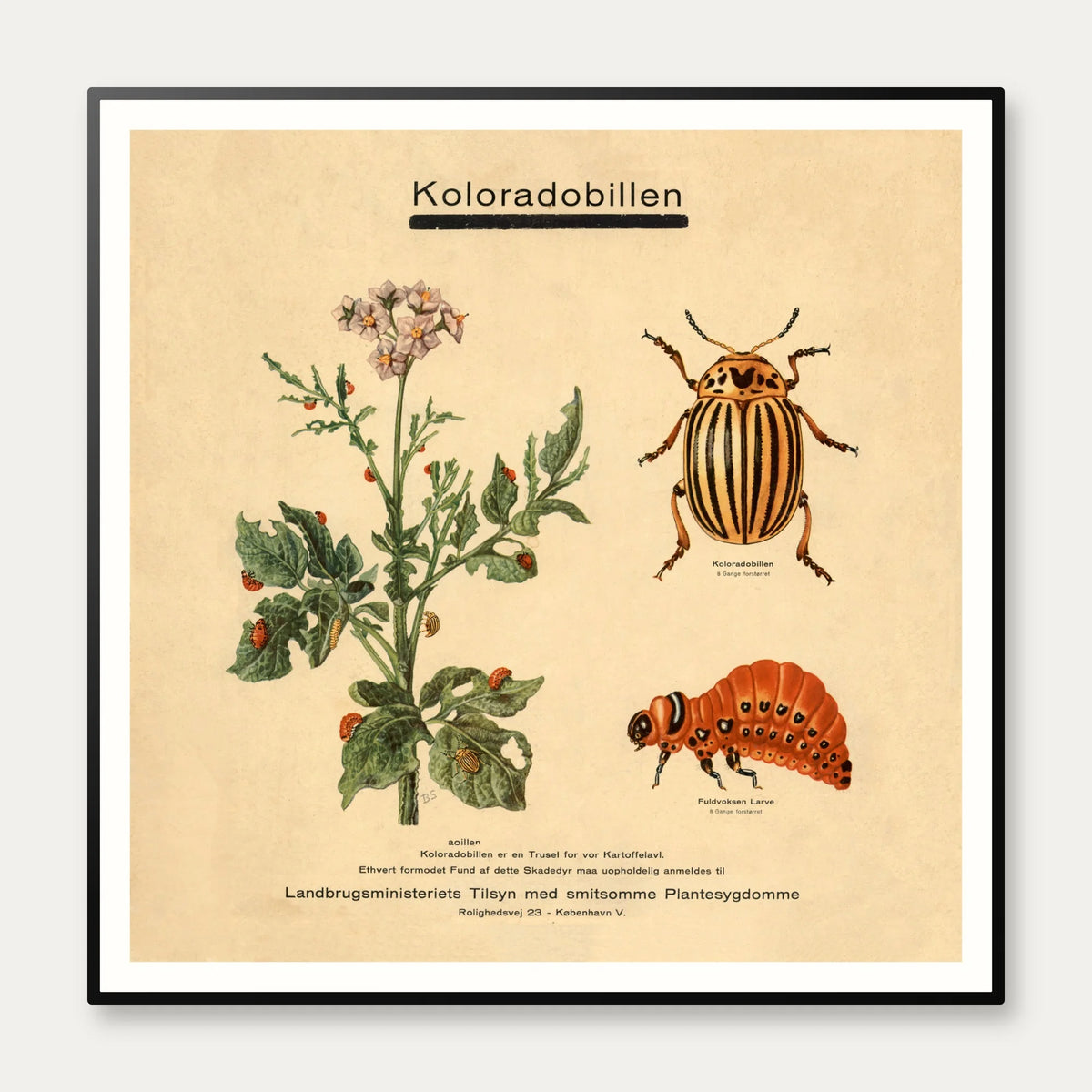 Koloradobille 1949 - Zoologi – billede 1