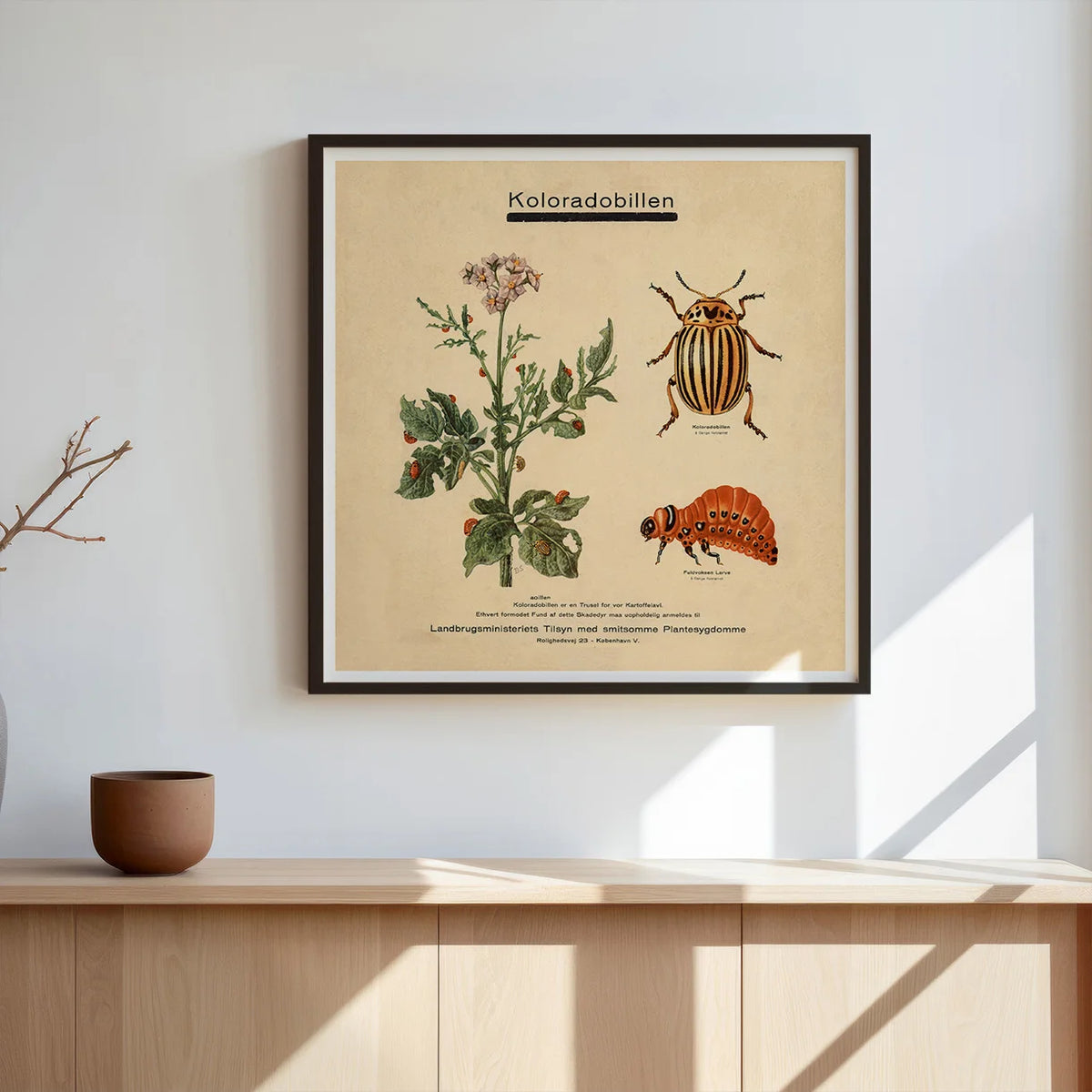 Koloradobille 1949 - Zoologi – billede 3