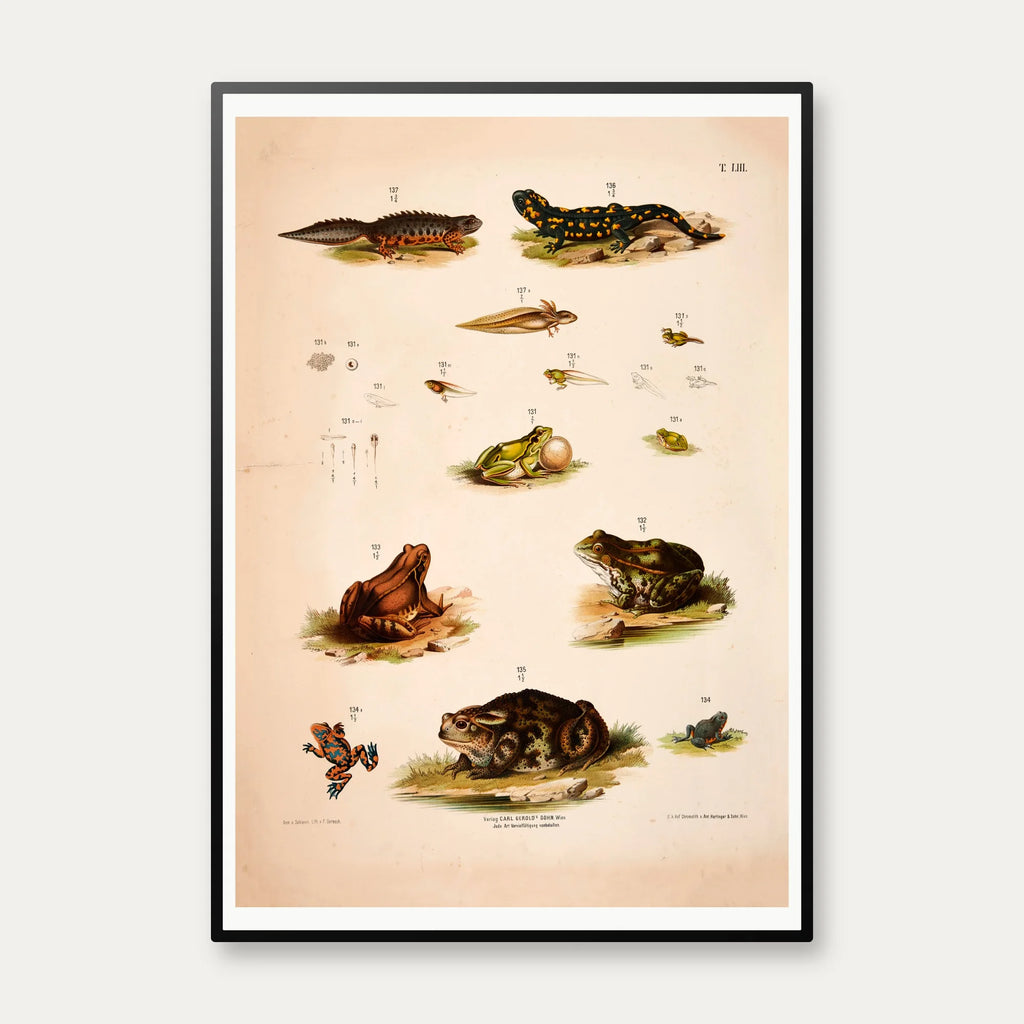 Padder, frøer & tudser 1889 - Zoologi – billede 1
