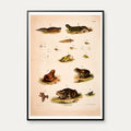 Padder, frøer & tudser 1889 - Zoologi – billede 1