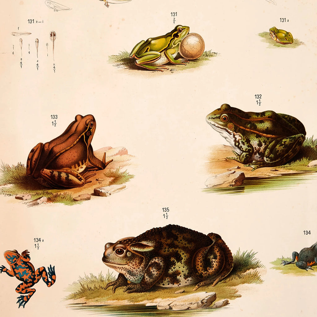 Padder, frøer & tudser 1889 - Zoologi – billede 4