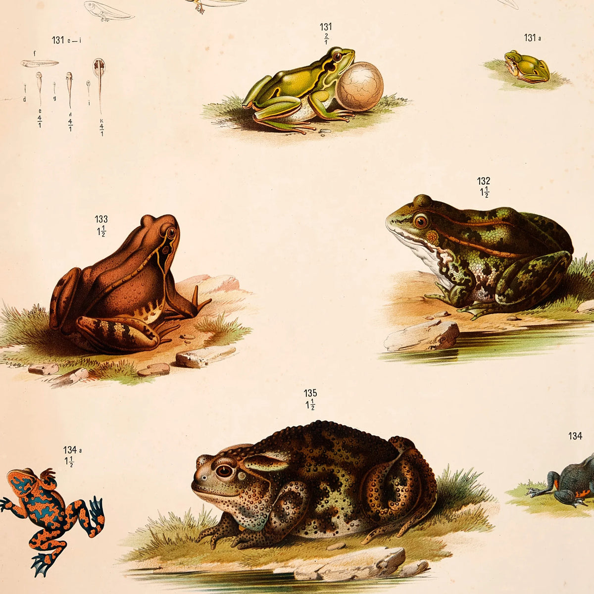 Padder, frøer & tudser 1889 - Zoologi – billede 4