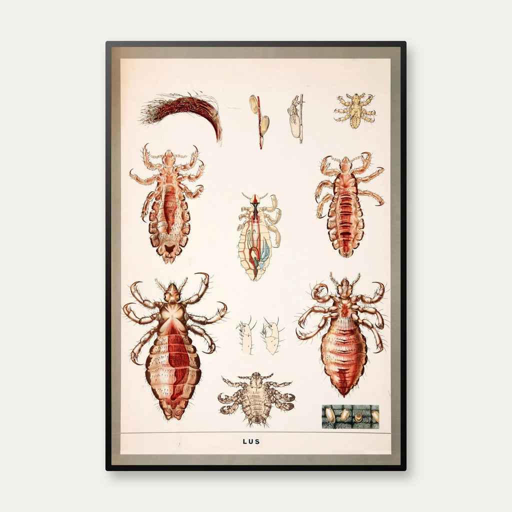 Lus 1950 - Zoologi – billede 1