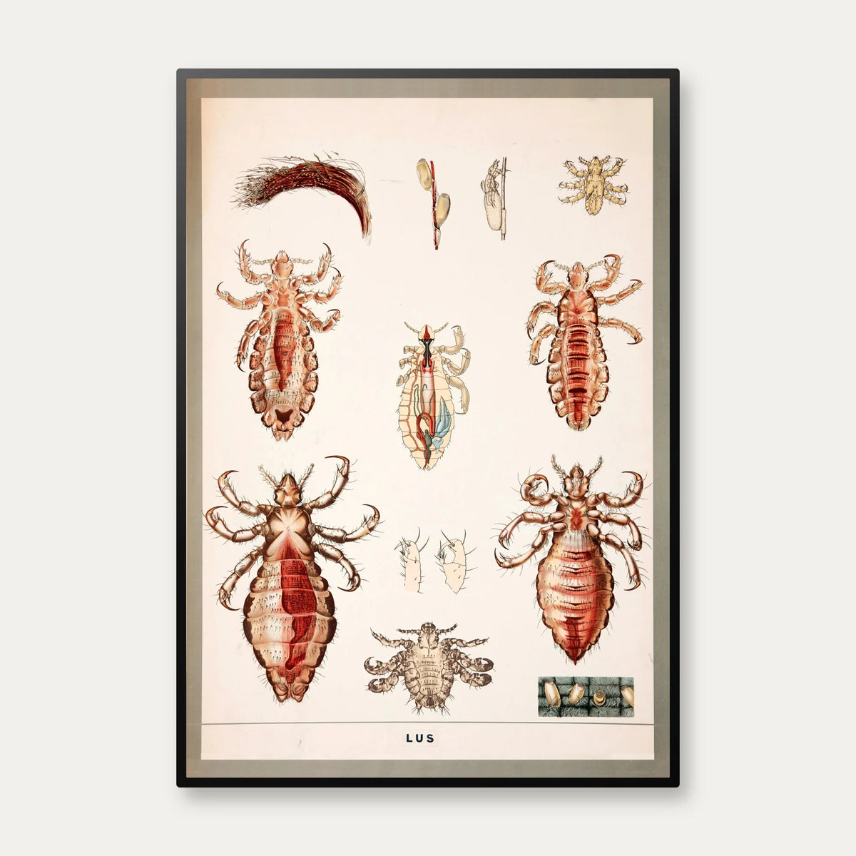 Lus 1950 - Zoologi – billede 1