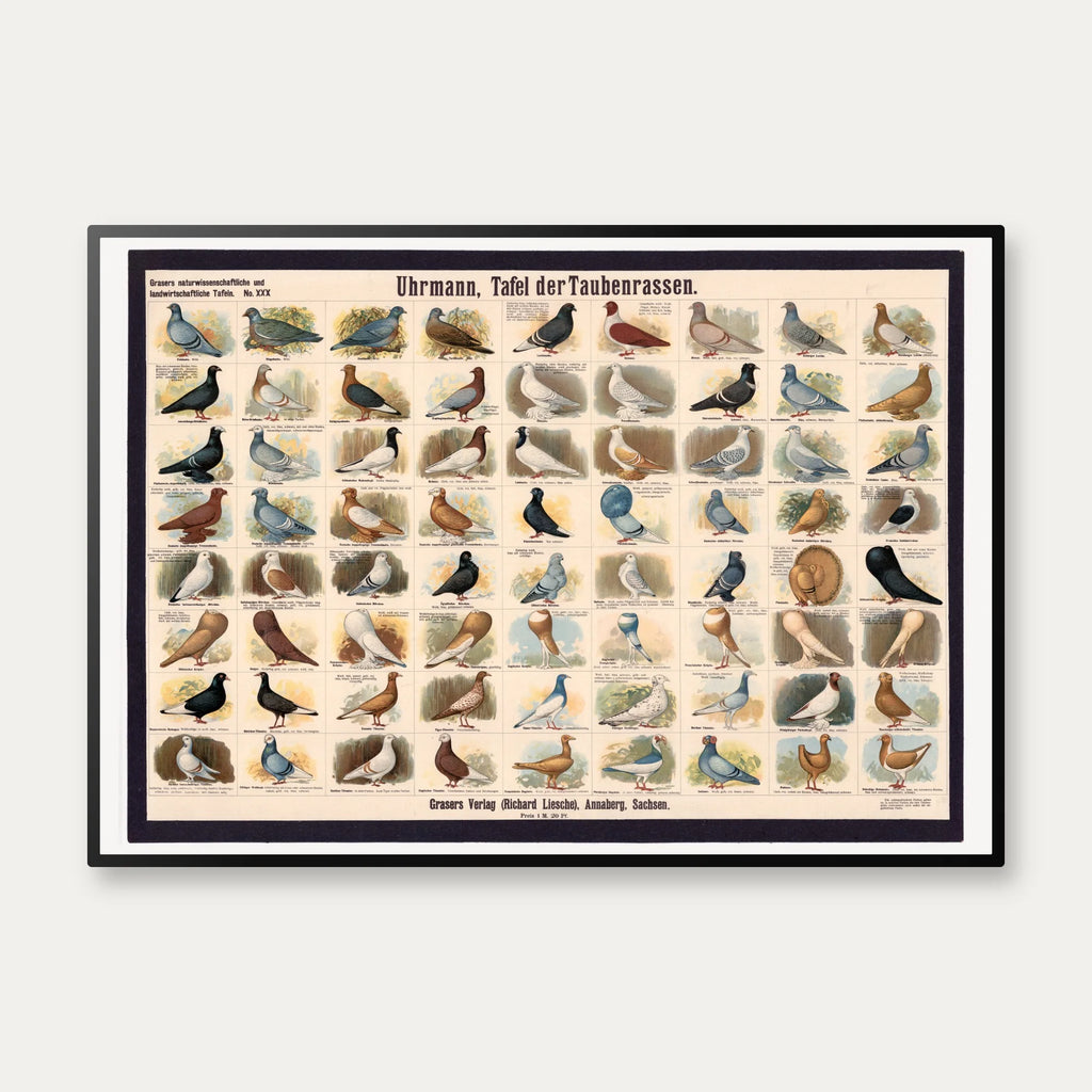 Dueracer 1910 - Biologi & Zoologi – billede 1