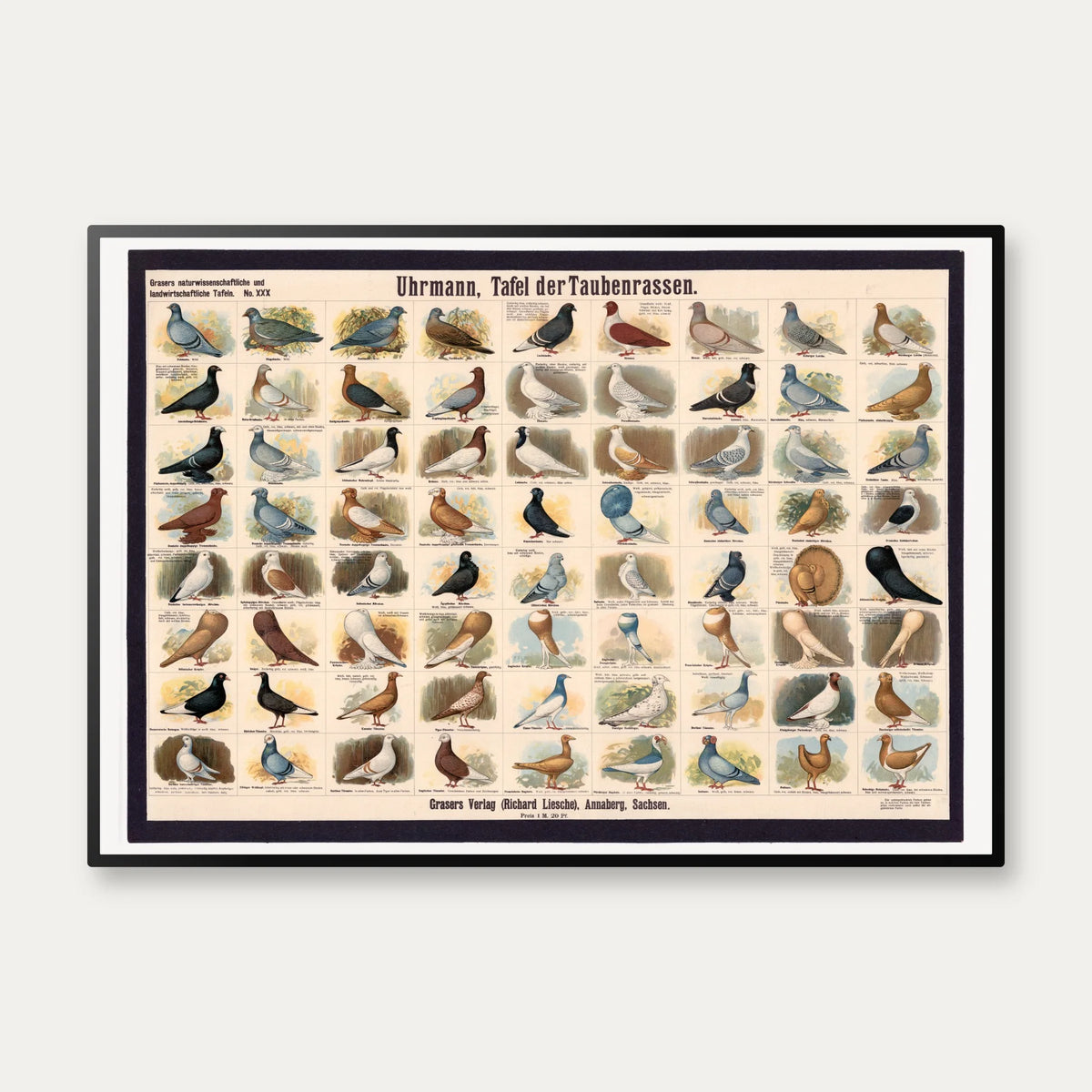 Dueracer 1910 - Biologi & Zoologi – billede 1
