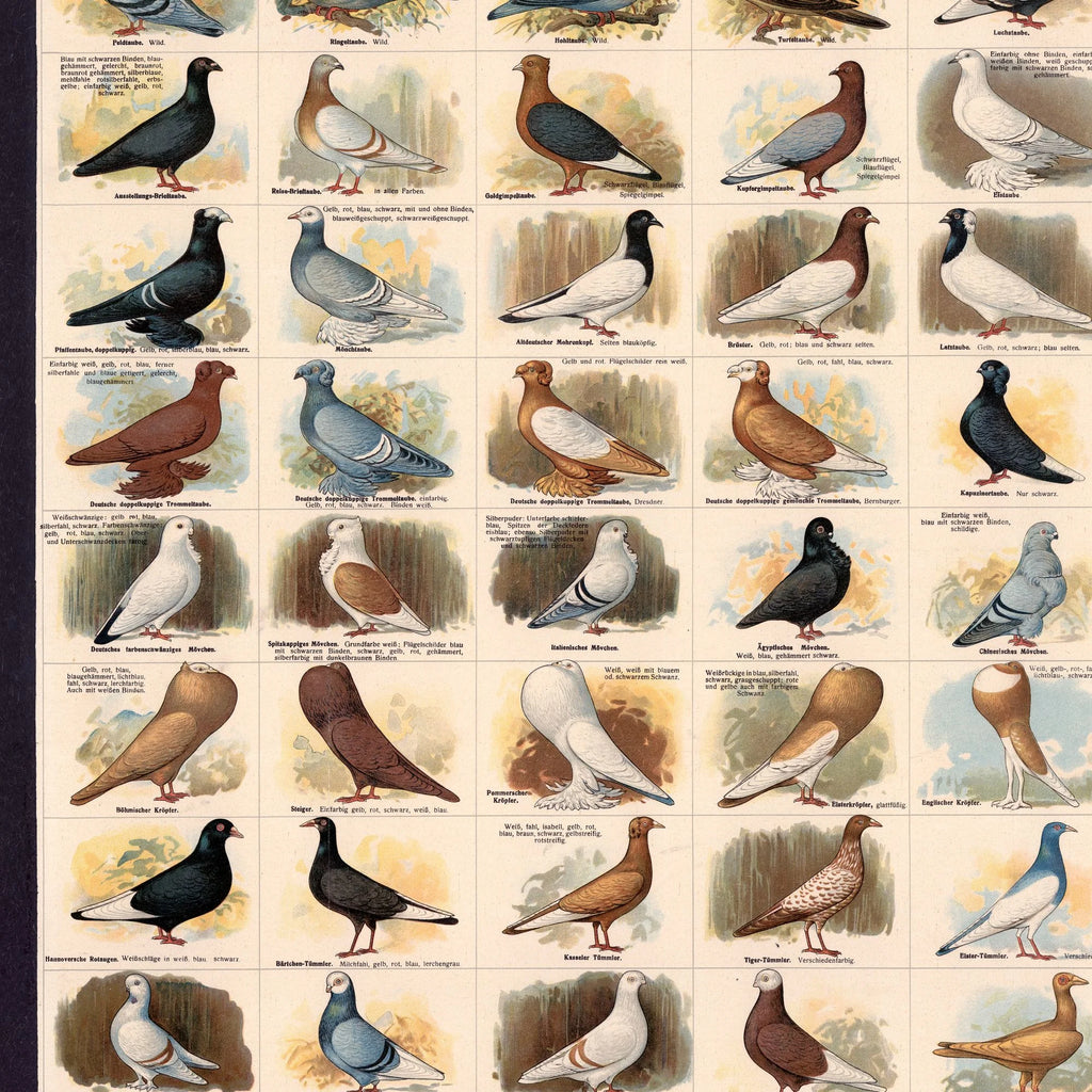 Dueracer 1910 - Biologi & Zoologi – billede 4