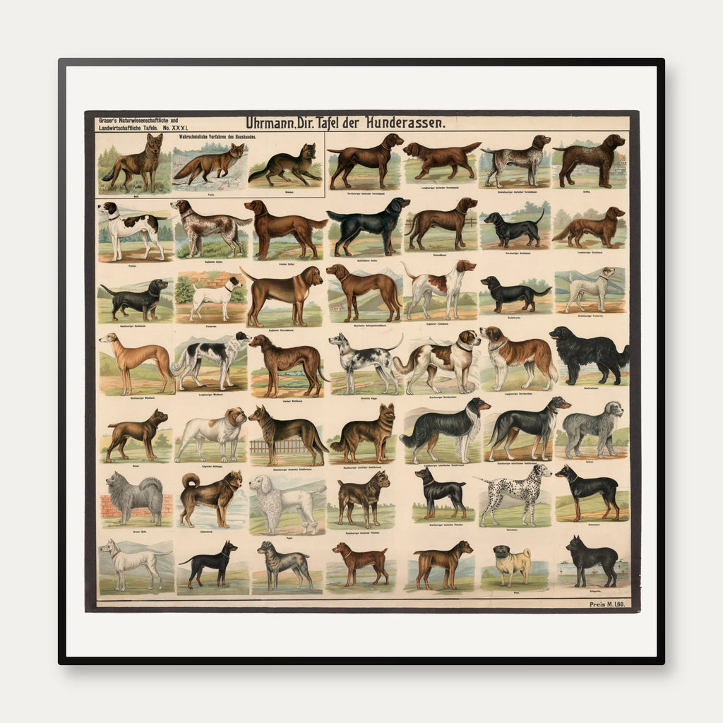 Hunderacer 1910 - Biologi & zoologi – billede 1