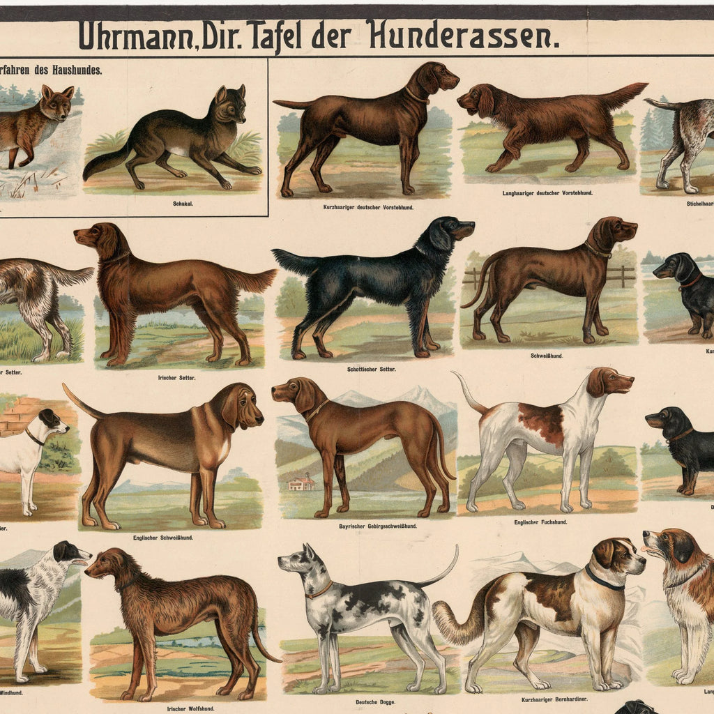 Hunderacer 1910 - Biologi & zoologi – billede 4