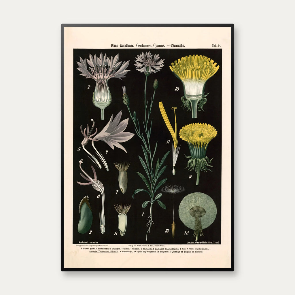 Blå kornblomst og løvetand 1894 - Botanik – billede 1